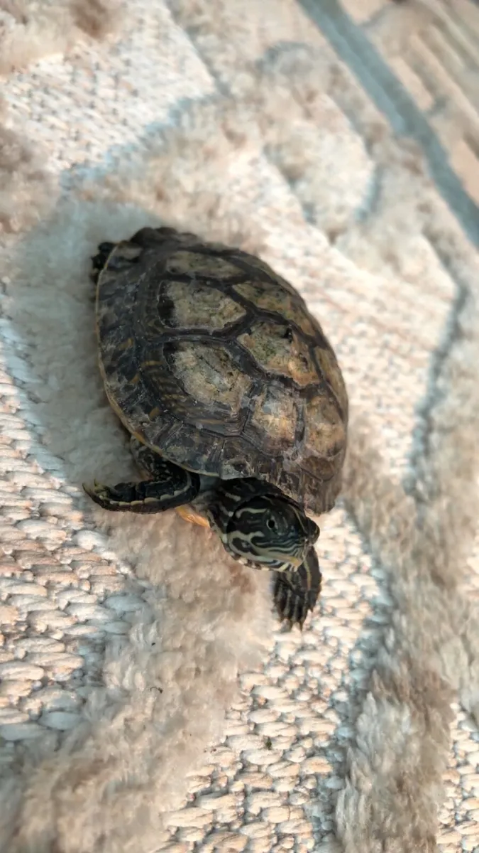 Turtle - Image 1