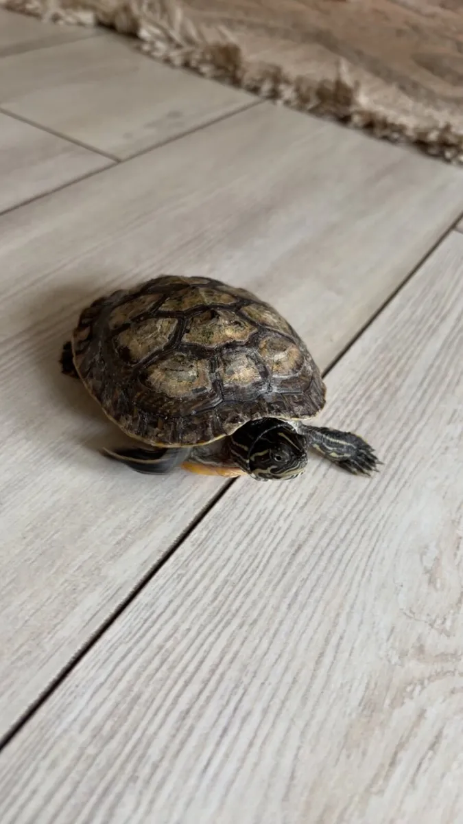 Turtle - Image 3