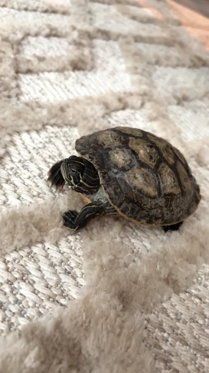 Turtle - Image 2