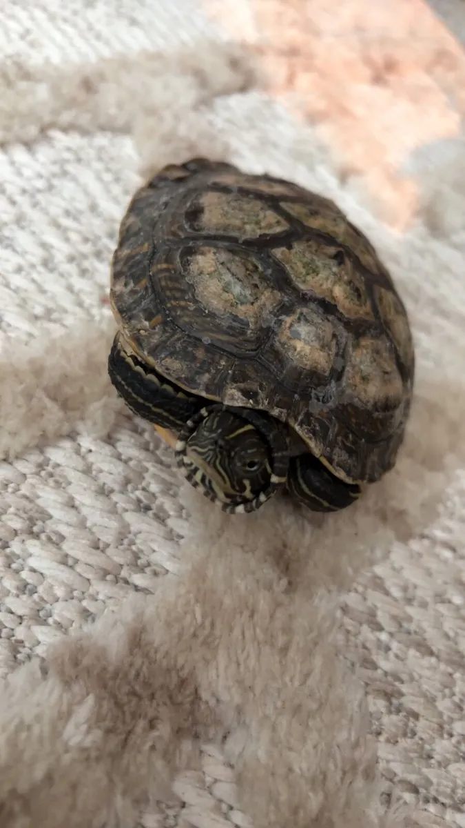 Turtle - Image 4