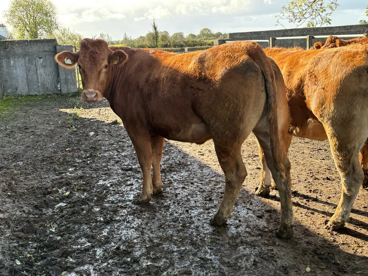 6 limousine incalf heifers - Image 3