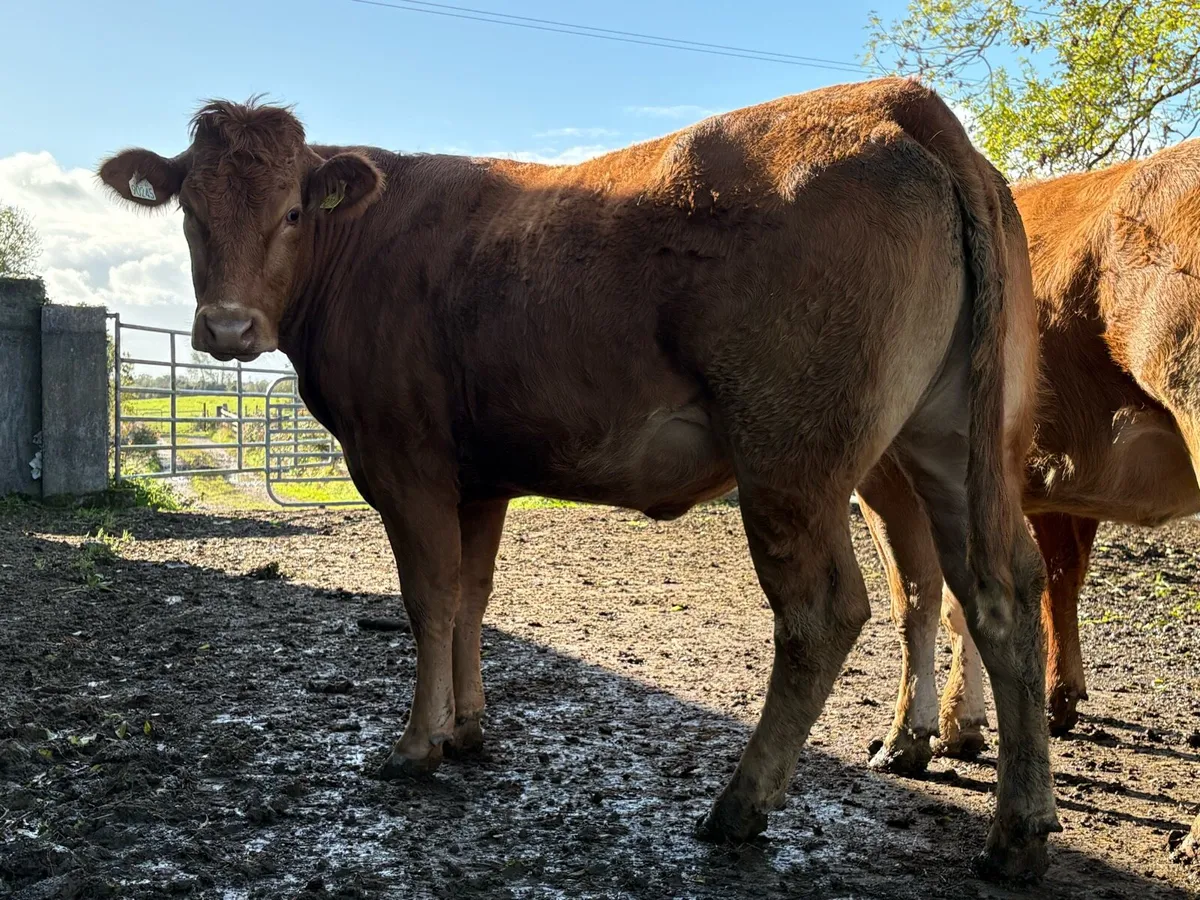 6 limousine incalf heifers - Image 2