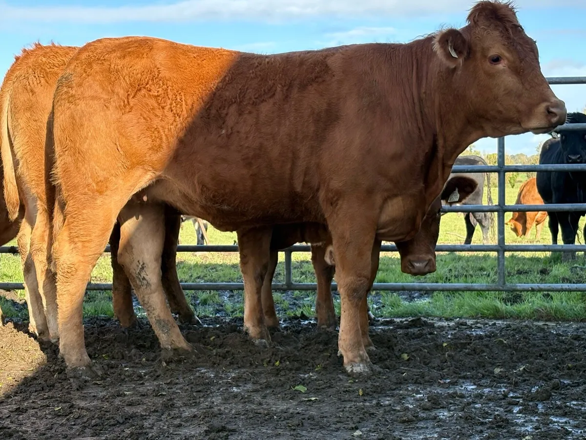 6 limousine incalf heifers - Image 4