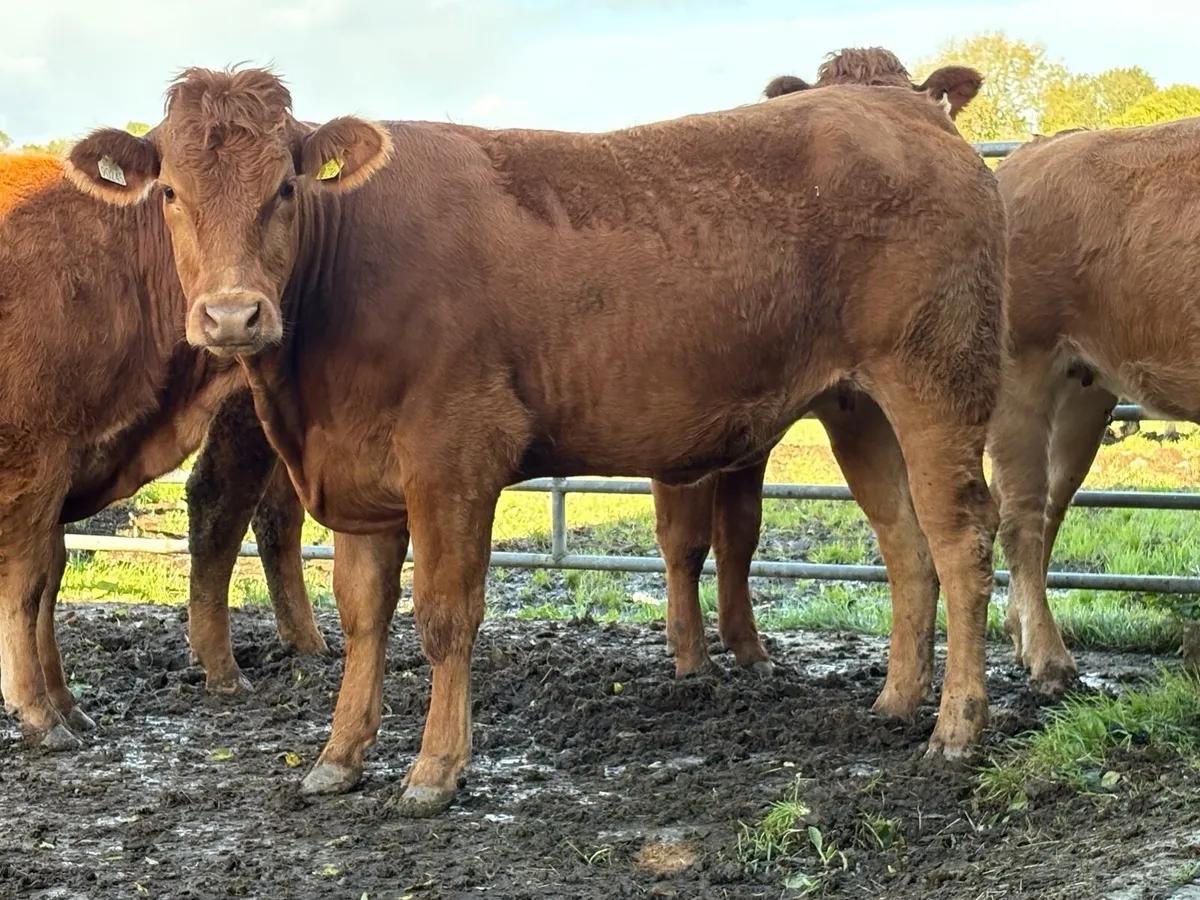 6 limousine incalf heifers - Image 1