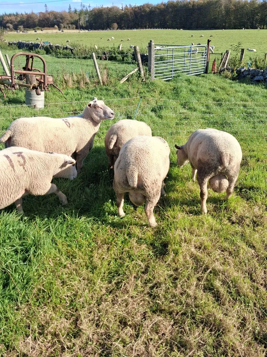 Last few quality charlollais hoggets left - Image 1