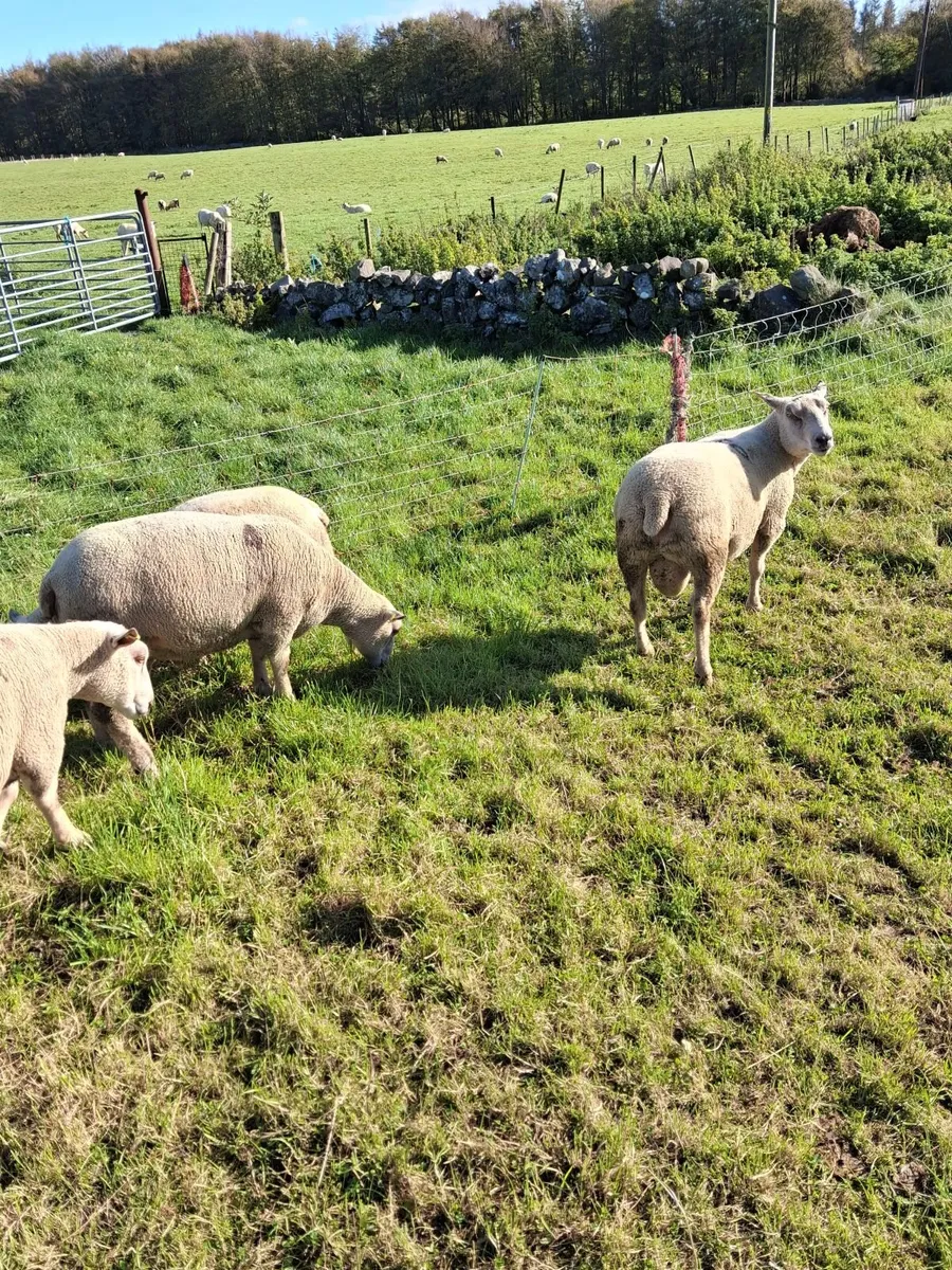 Last few quality charlollais hoggets left - Image 2