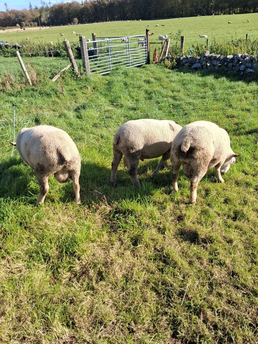 Last few quality charlollais hoggets left - Image 3
