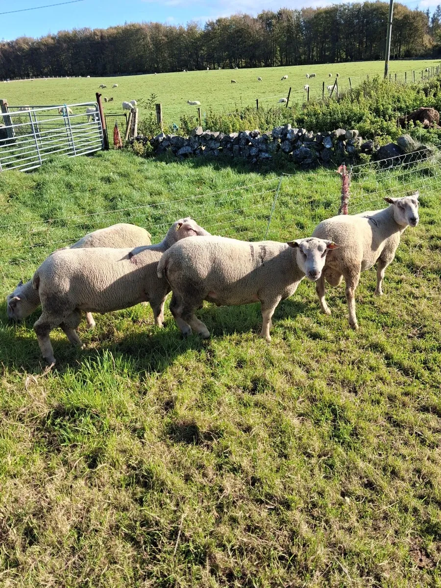 Last few quality charlollais hoggets left - Image 4