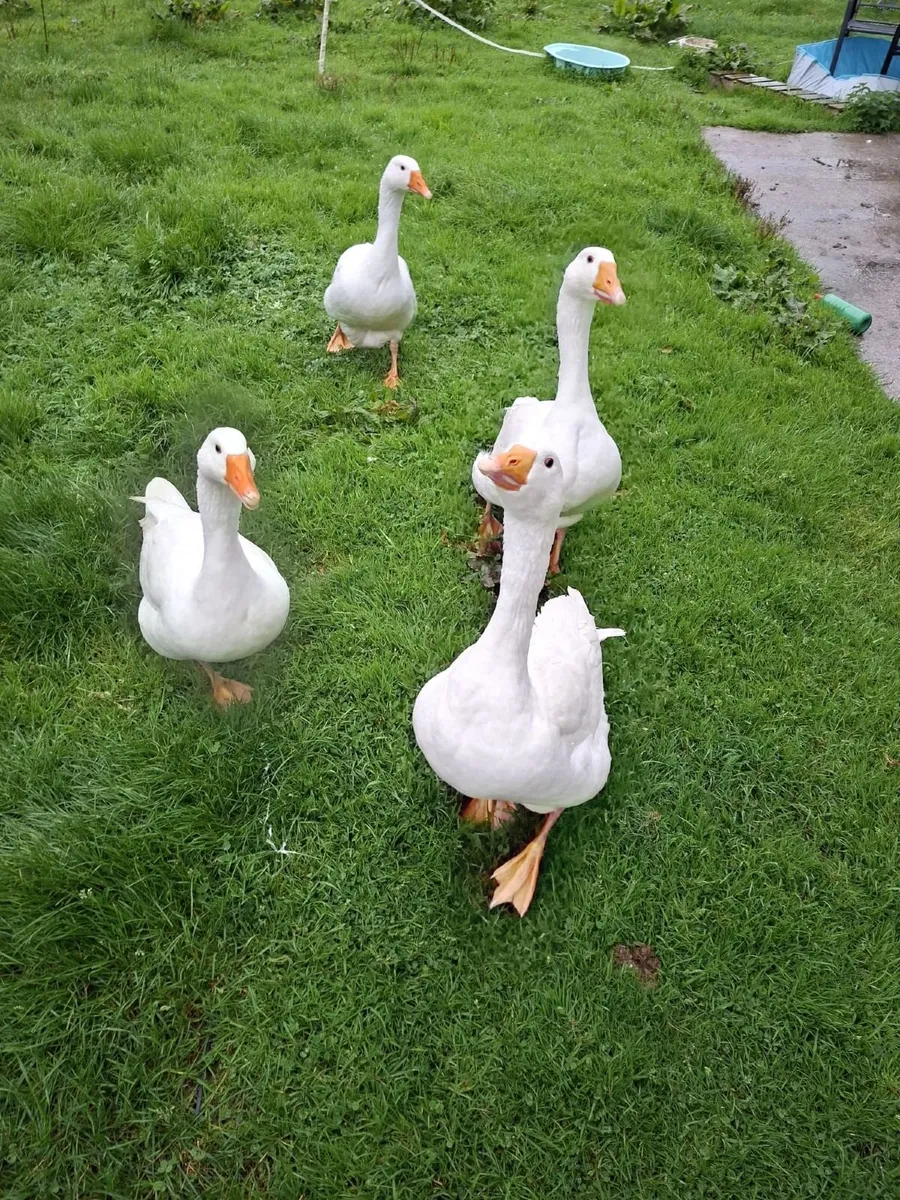 Geese - Image 1