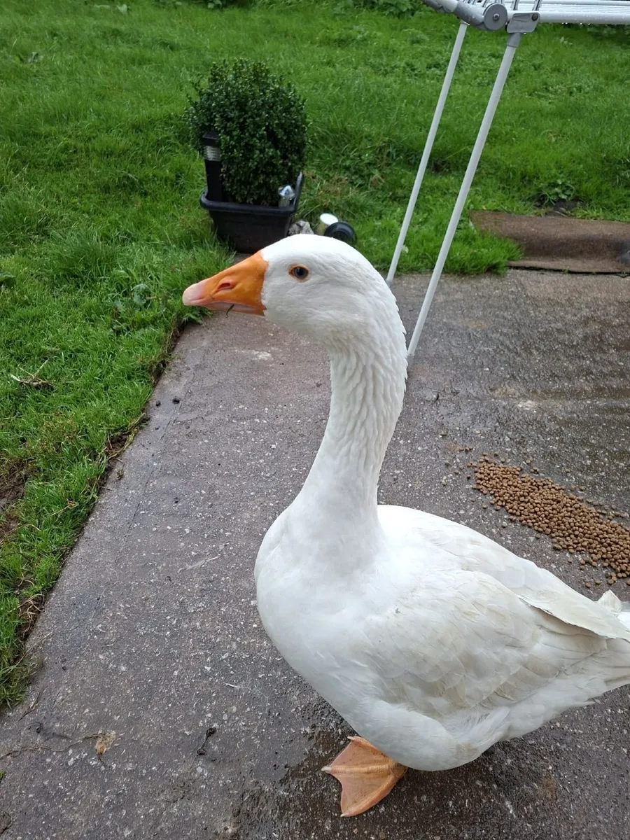 Geese - Image 2