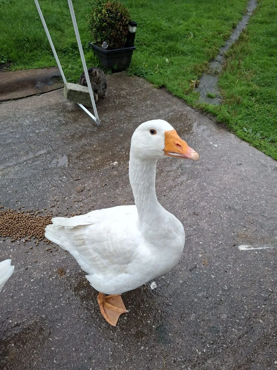 Geese - Image 3