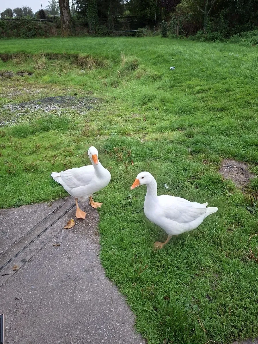 Geese - Image 4