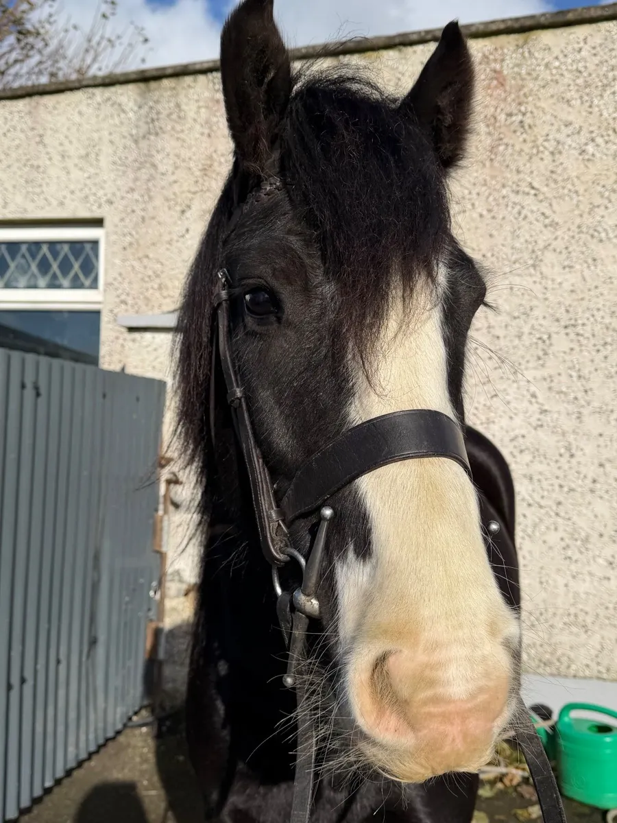 Super traditional cob - Image 4