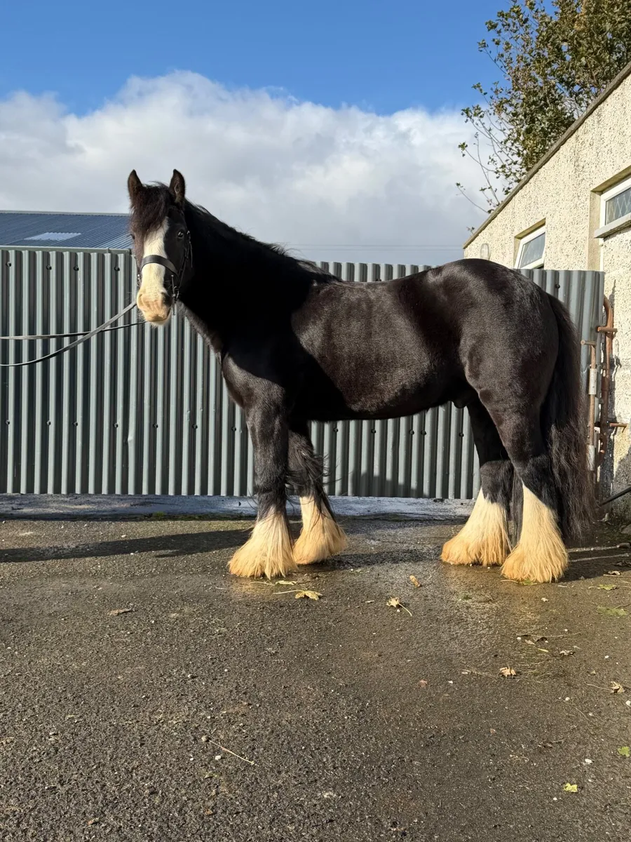 Super traditional cob - Image 1