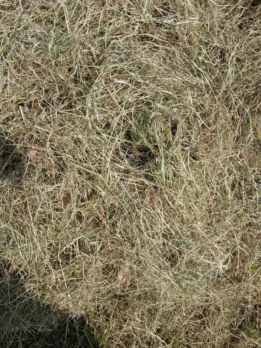 Hay - Image 4
