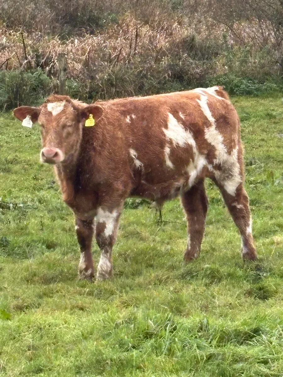 Organic weanling bullocks - Image 1