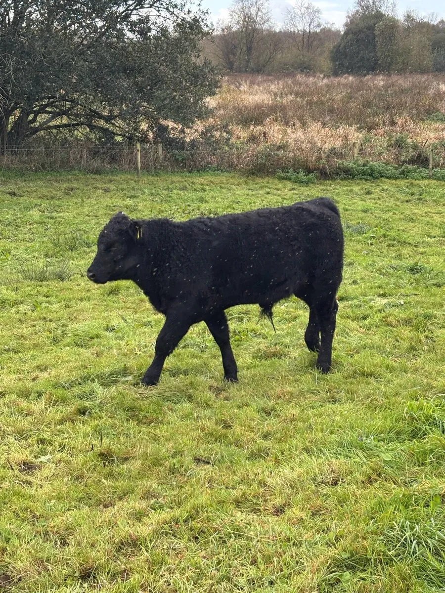 Organic weanling bullocks - Image 2