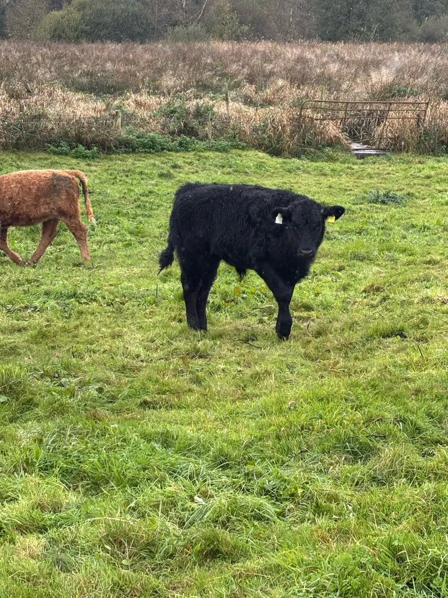 Organic weanling bullocks - Image 3
