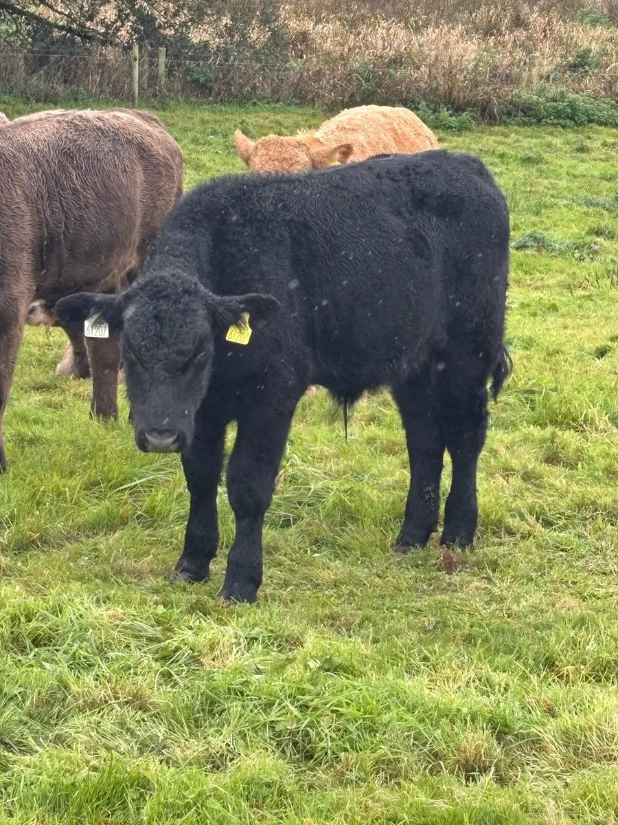 Organic weanling bullocks - Image 4