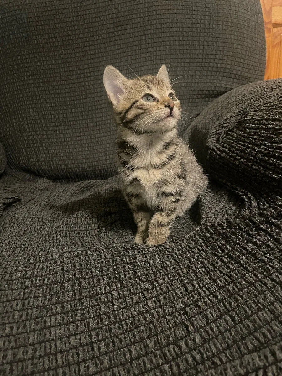 Beautiful baby kittens - Image 3