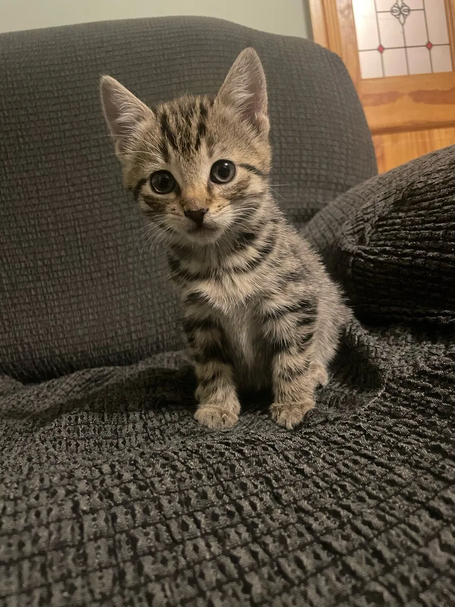 Beautiful baby kittens - Image 1