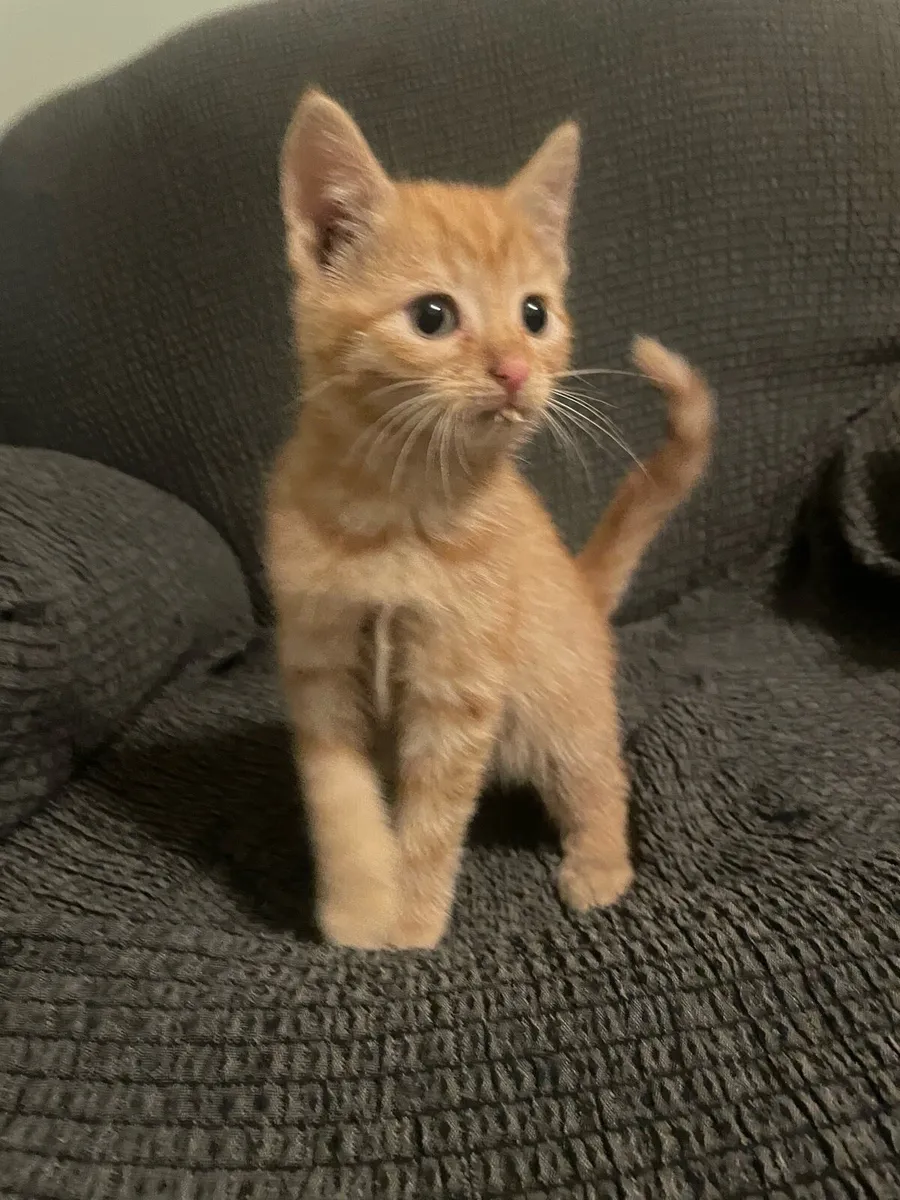 Beautiful baby kittens - Image 2
