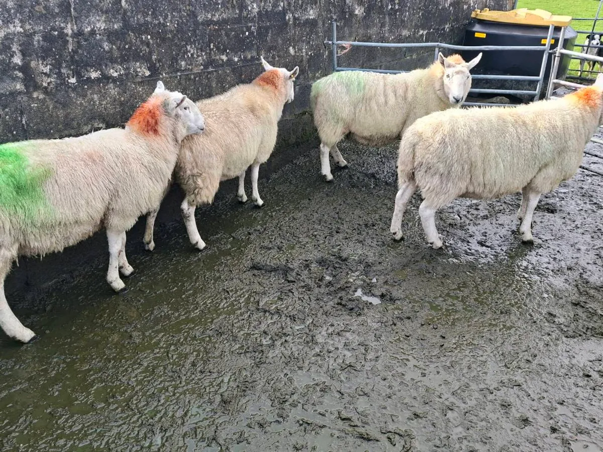 Cheviot Ewes - Image 2