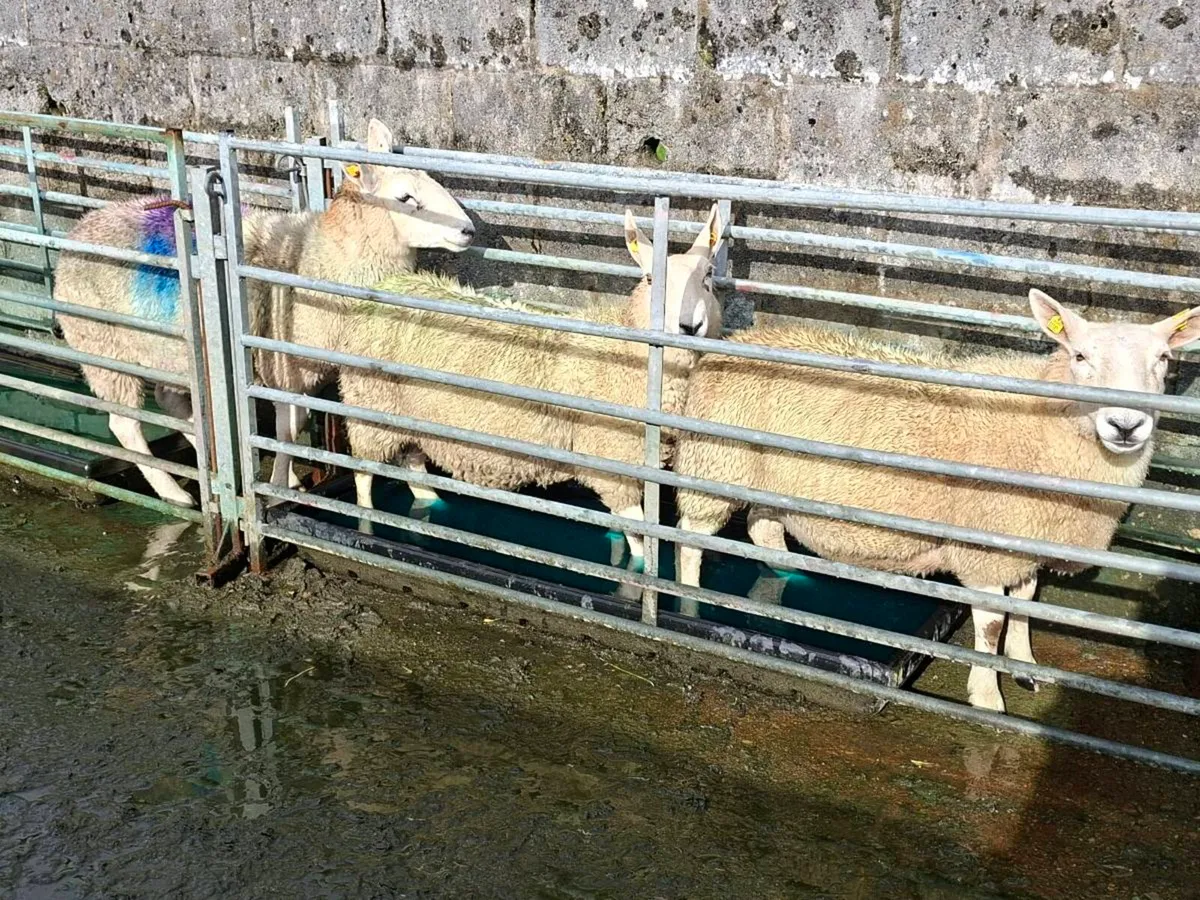 Cheviot Ewes - Image 1