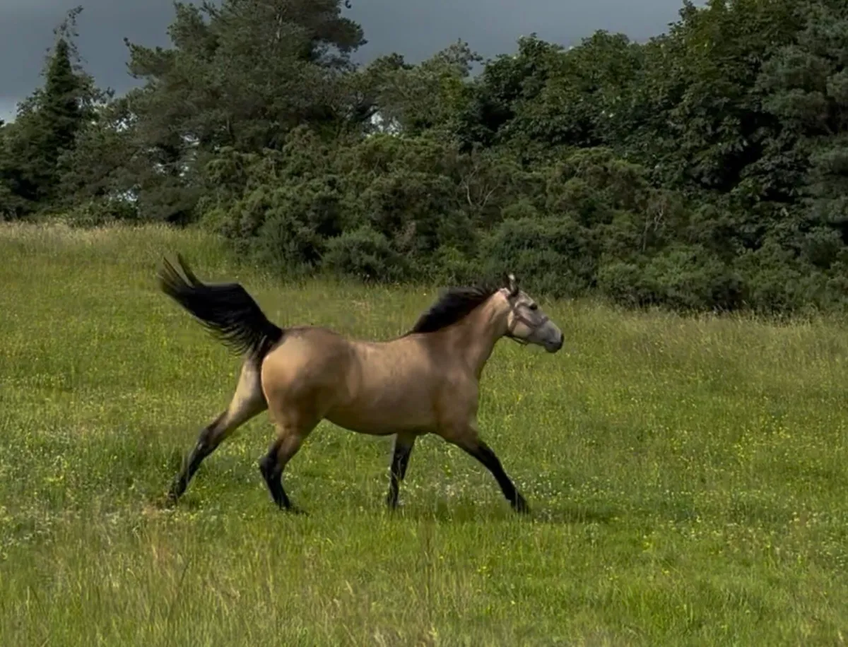 Connemara X ISH - Image 4