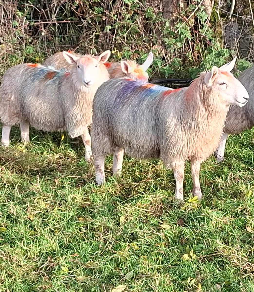 Cheviot Ewe Lambs - Image 1