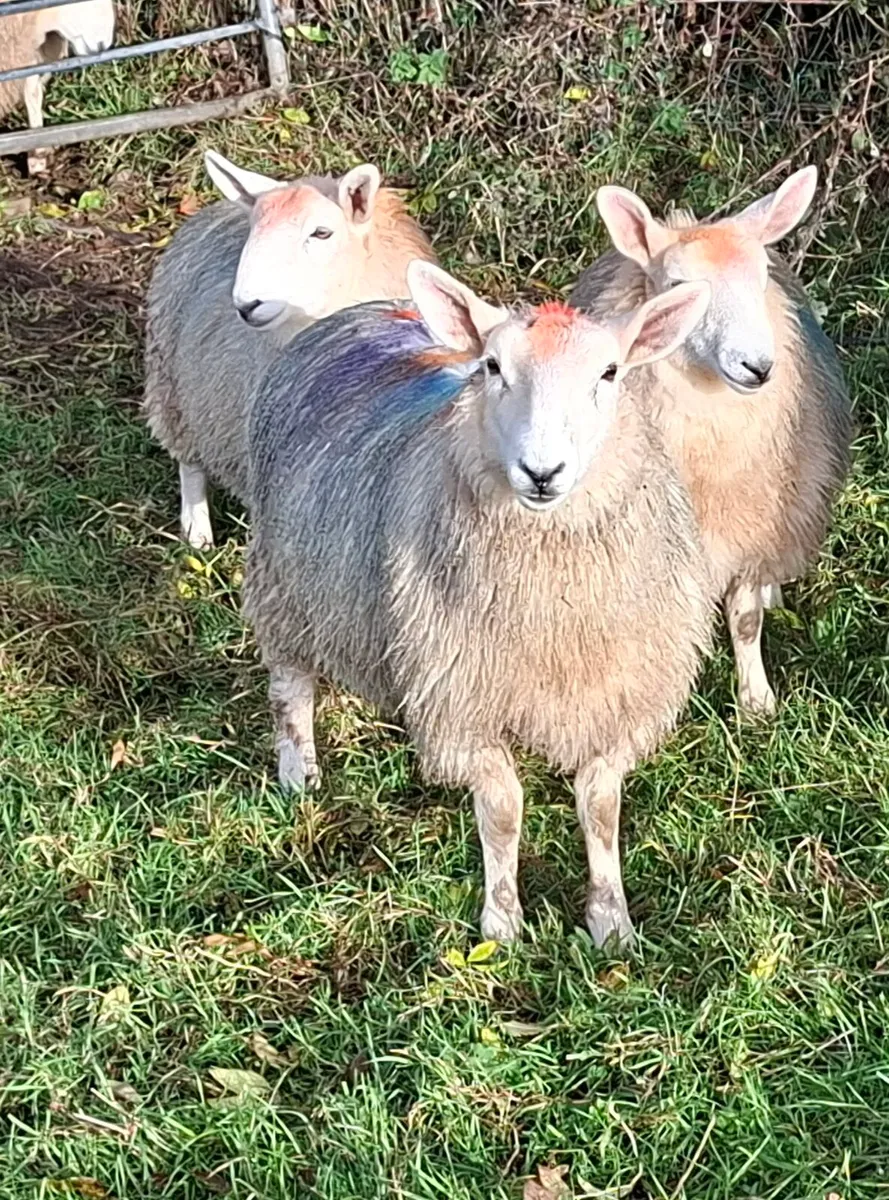 Cheviot Ewe Lambs - Image 2