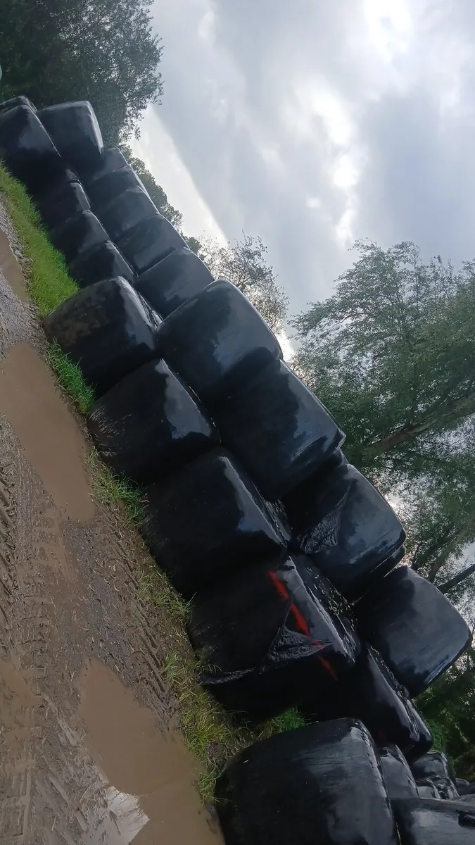 Round bales - Image 1