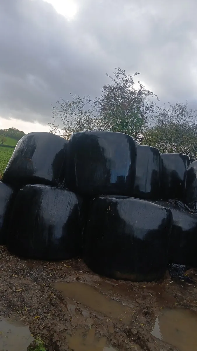 Round bales - Image 2