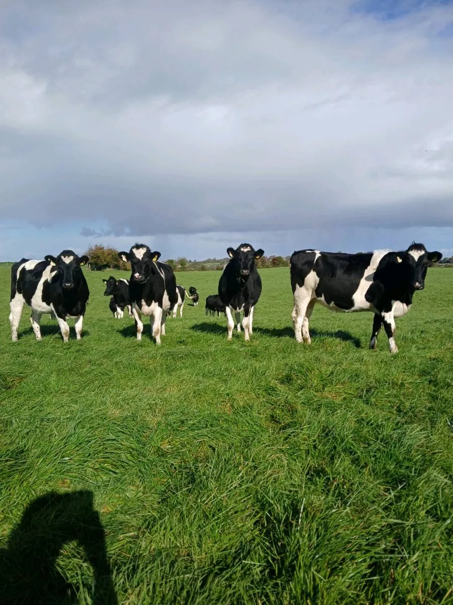 Fr incalf heifers - Image 1