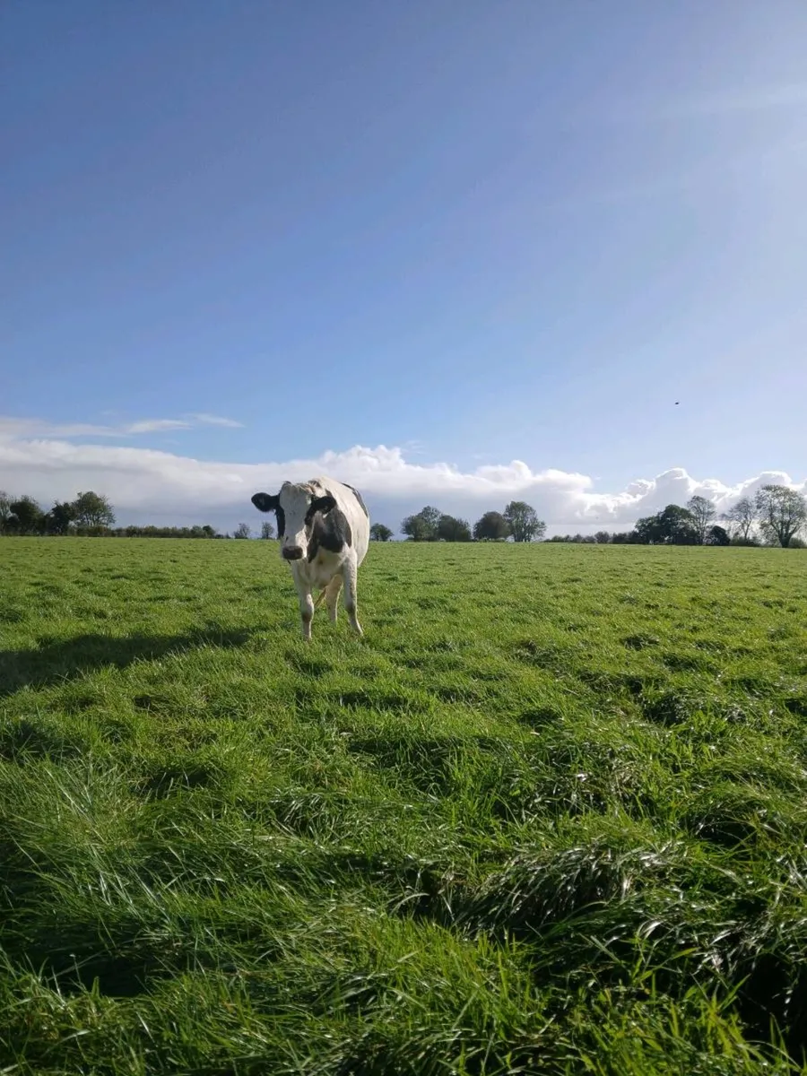 Fr incalf heifers - Image 3