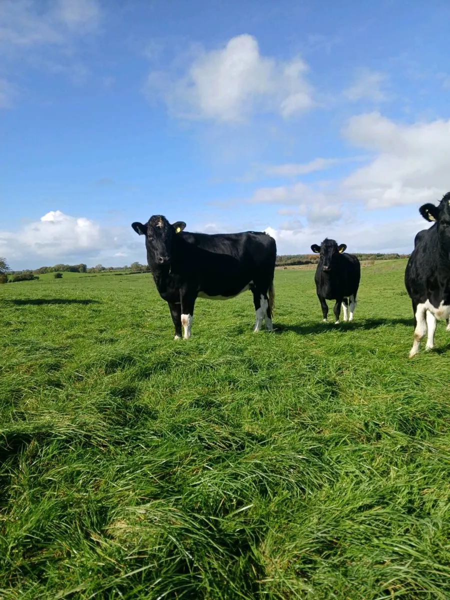 Fr incalf heifers - Image 2