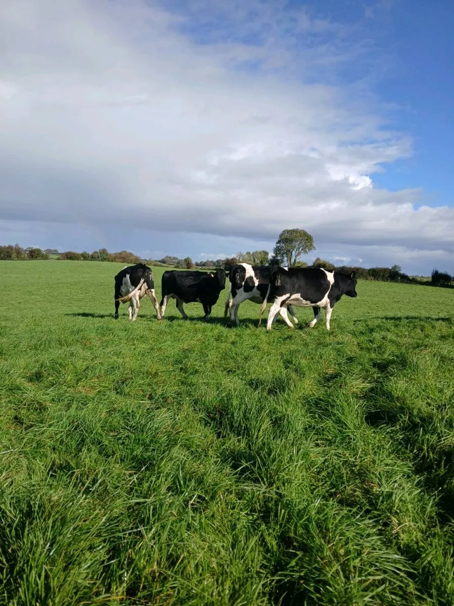 Fr incalf heifers - Image 4