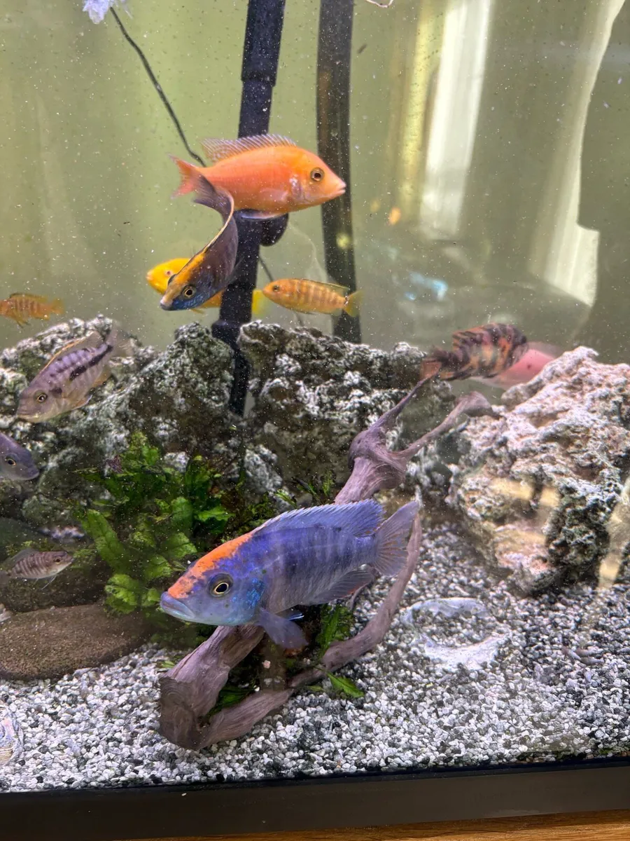 Cichlids for sale - Image 1