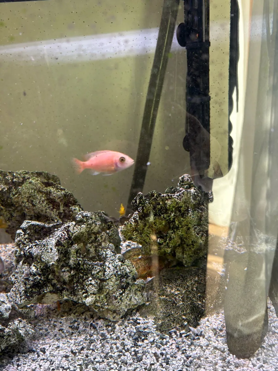 Cichlids for sale - Image 2