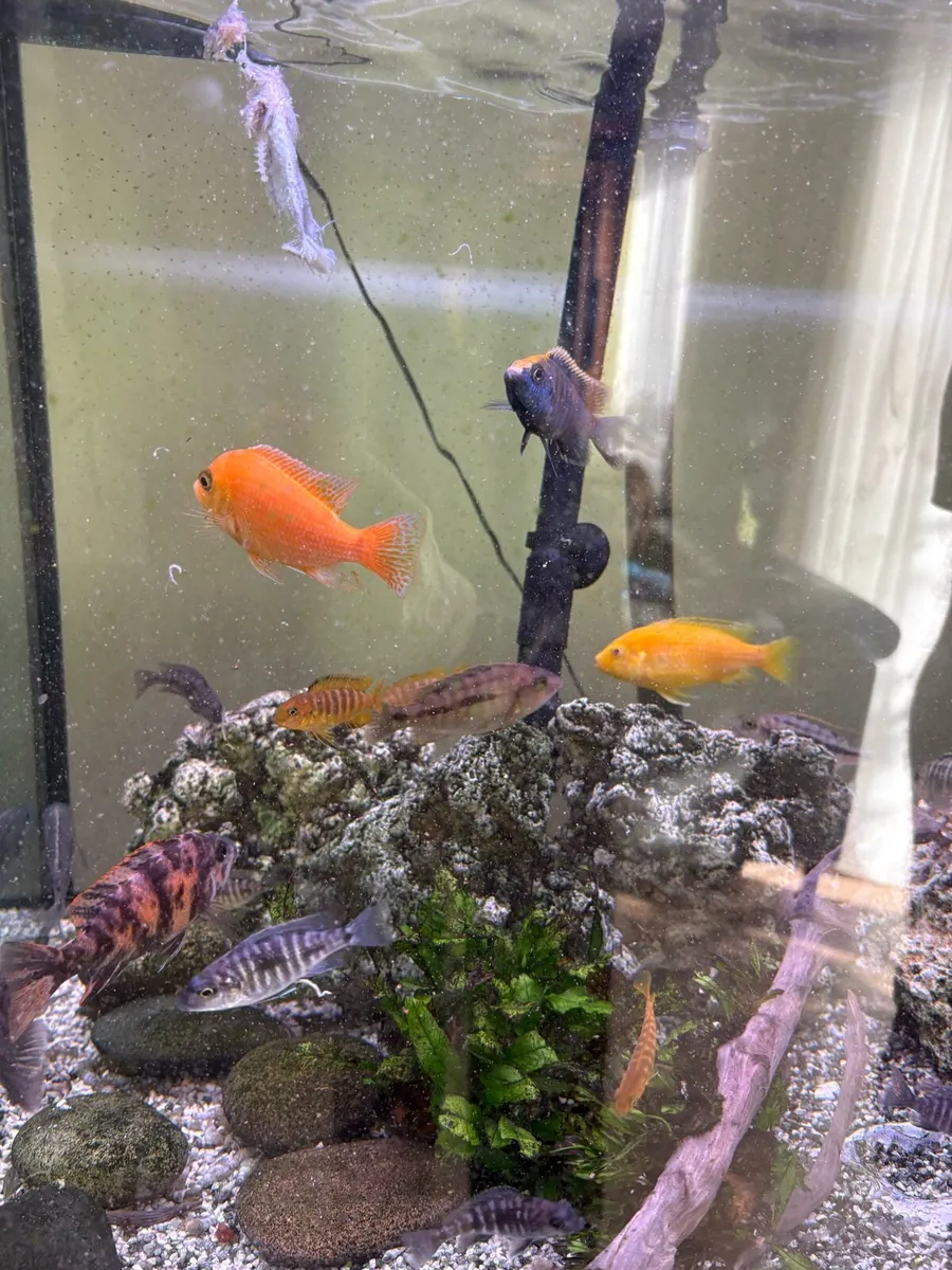 Cichlids for sale - Image 3