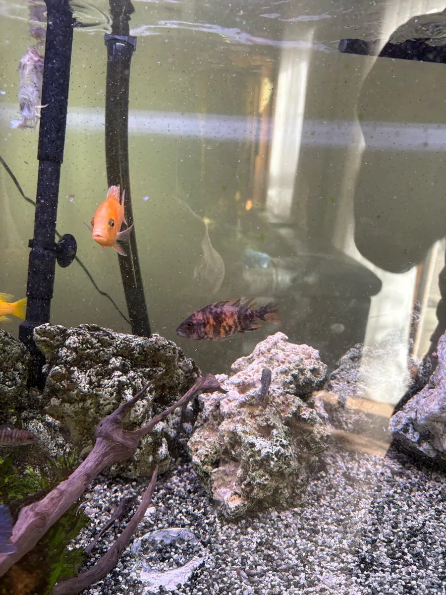Cichlids for sale - Image 4