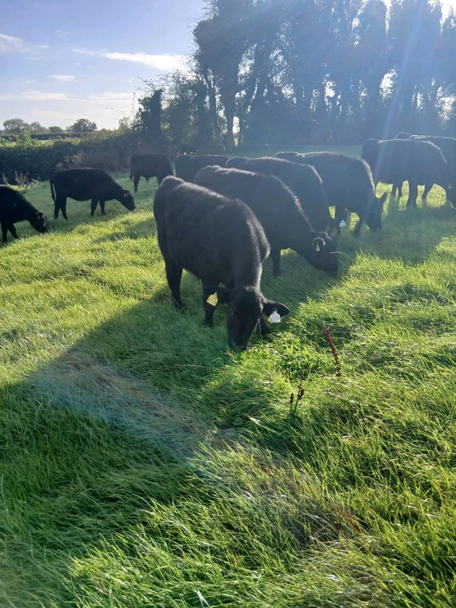 AA Weanlings - Image 1