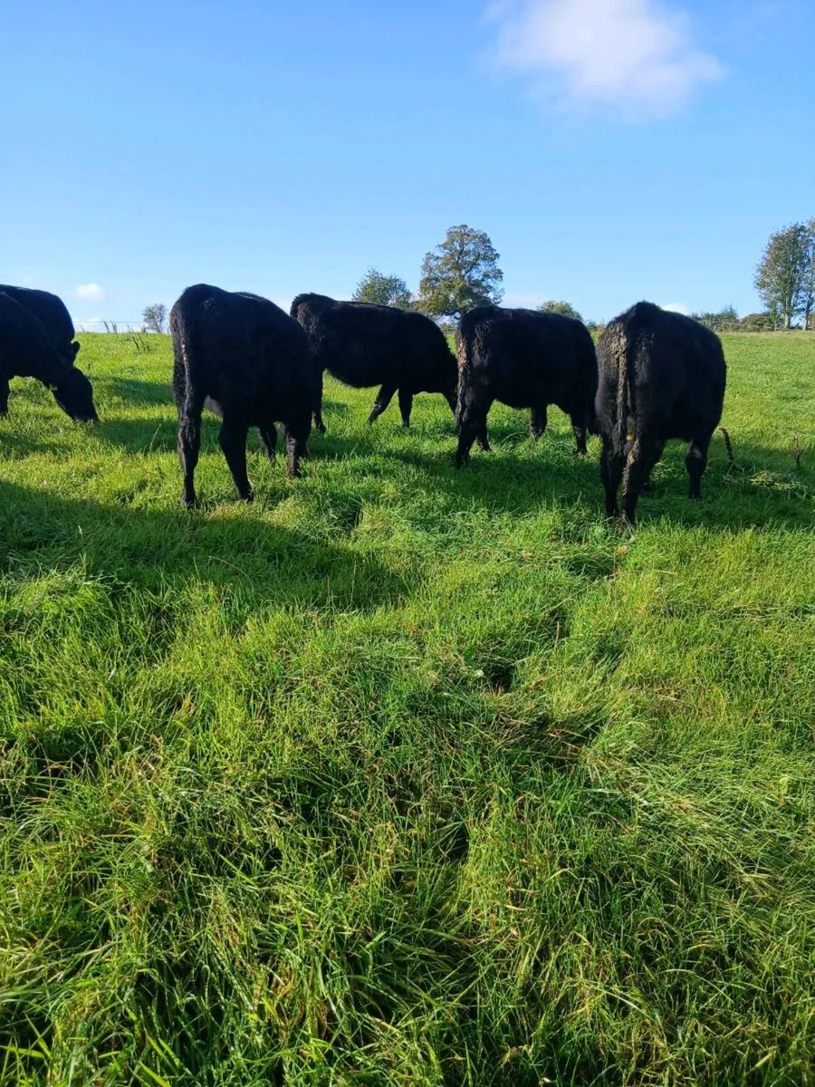 AA Weanlings - Image 2