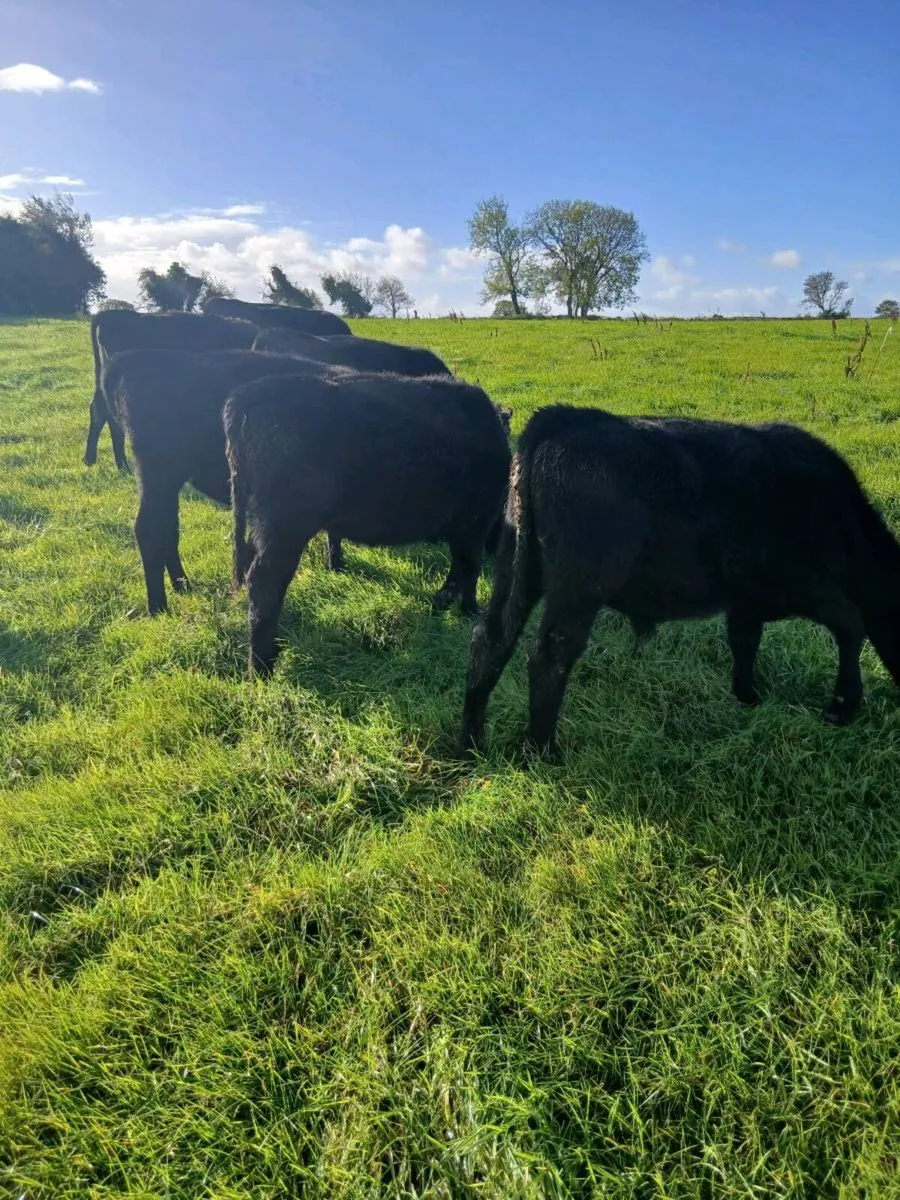 AA Weanlings - Image 3