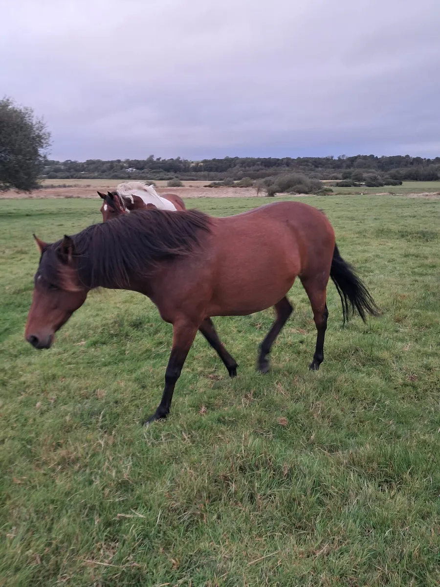 Bay mare for sale - Image 3