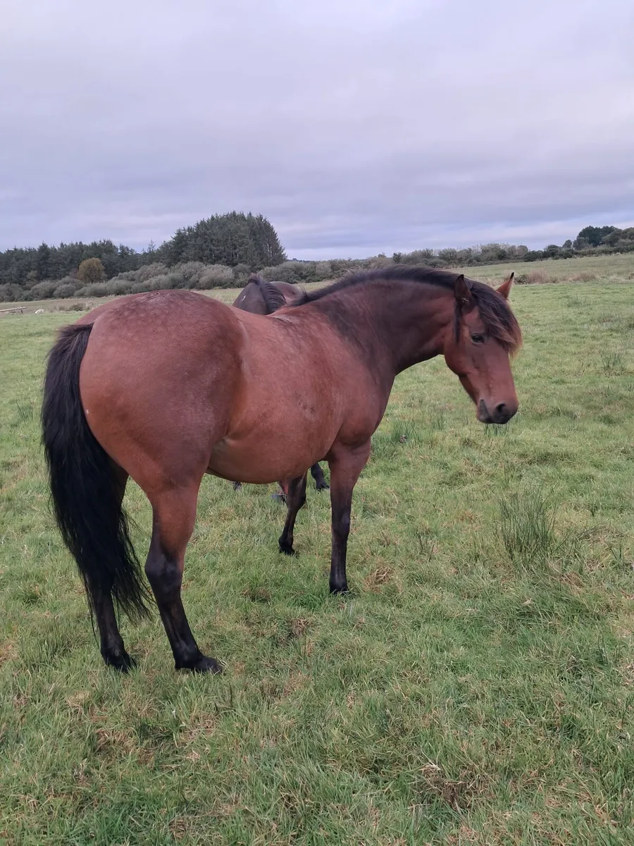 Bay mare for sale - Image 1