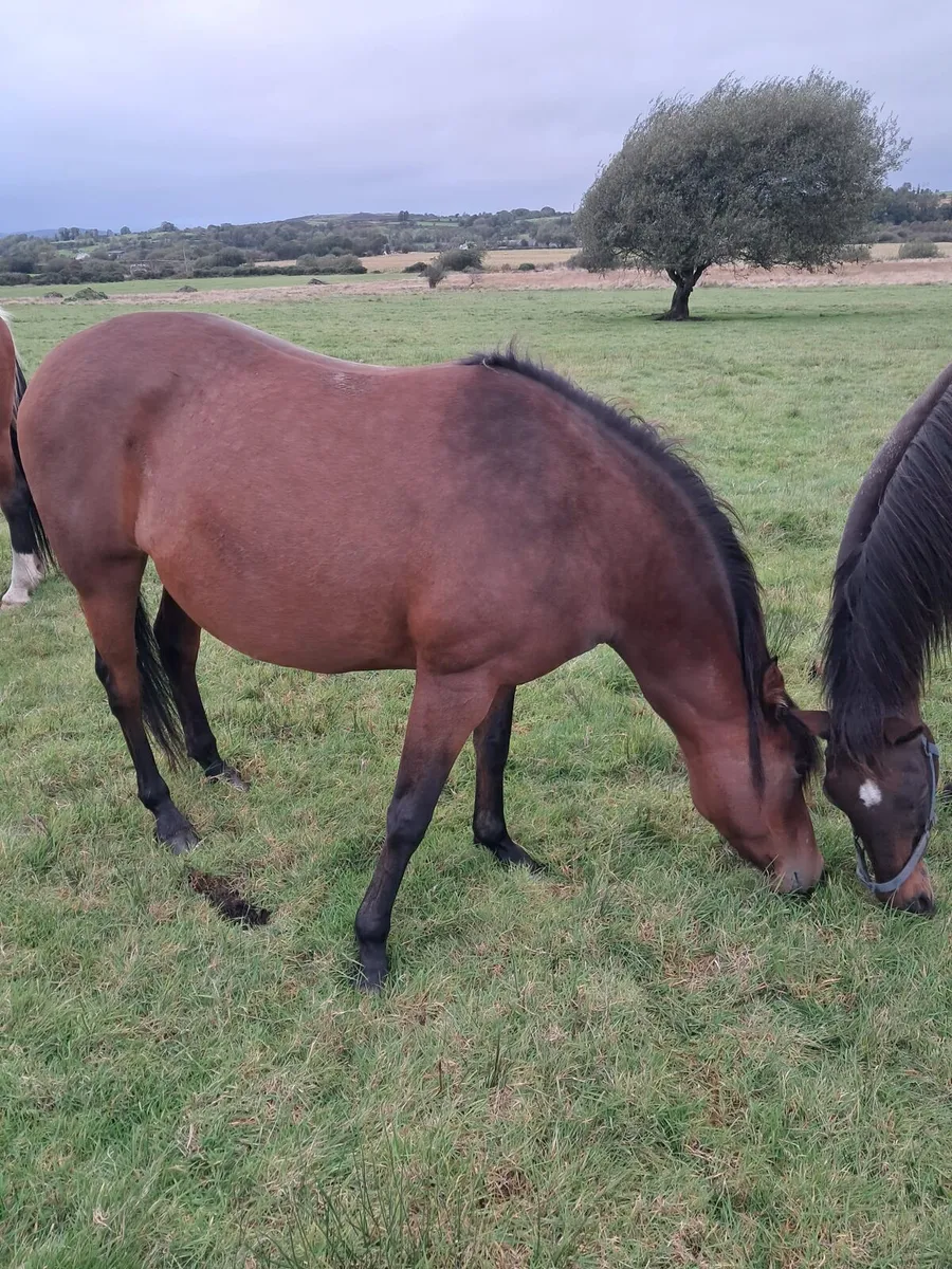 Bay mare for sale - Image 2