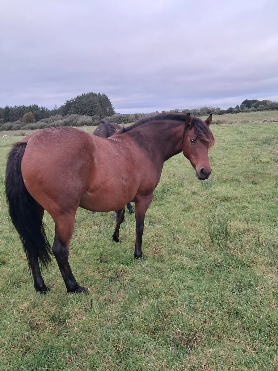 Bay mare for sale - Image 4