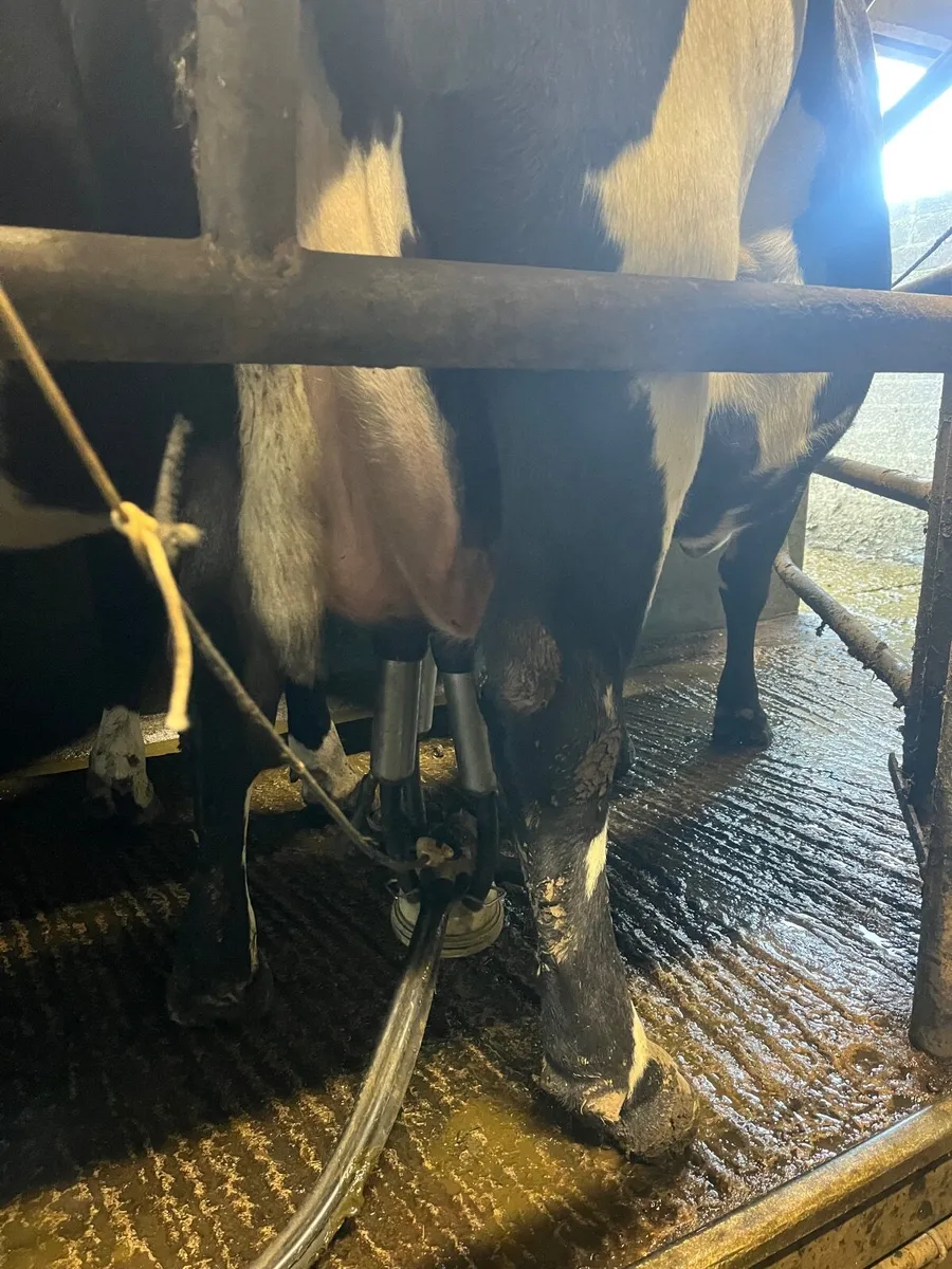 14 unit Delaval parlour dumpline + feeders - Image 4