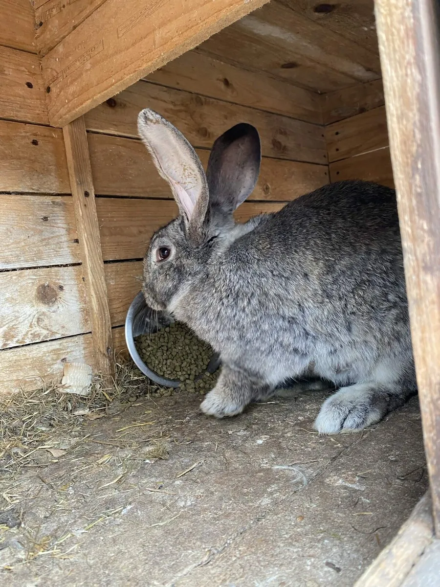Female Flemish rabbit - Image 1